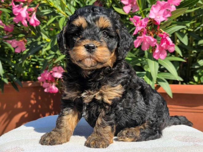 Cavapoo Welpe kaufen