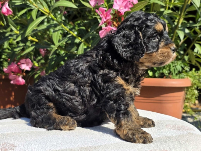 Cavapoo Welpe kaufen