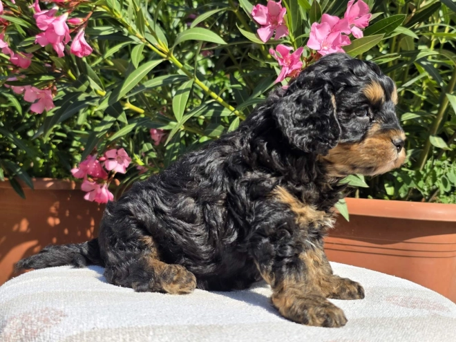 Cavapoo Welpe kaufen