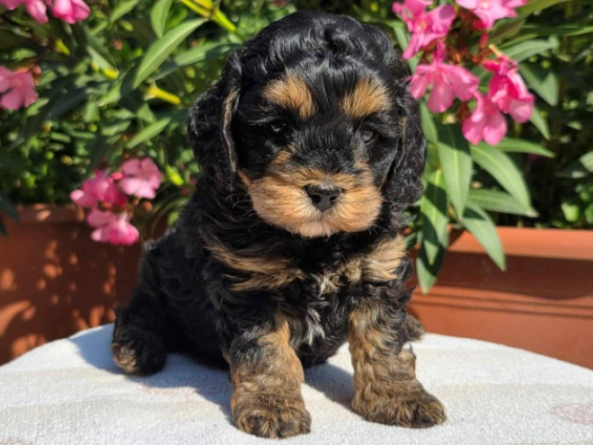 Cavapoo Welpe kaufen