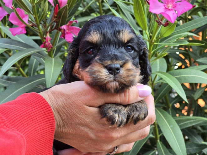 Cavapoo Welpe kaufen