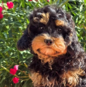 Blacky – F1b, black and tan Cavapoo en venta