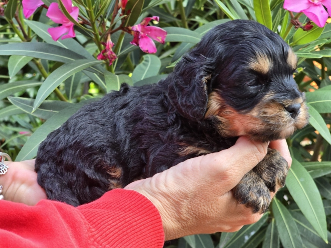 Cavapoo Welpe kaufen
