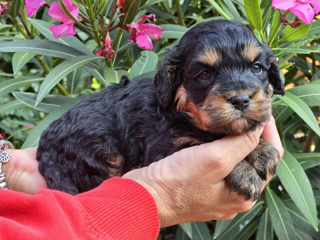 Cavapoo Welpe kaufen