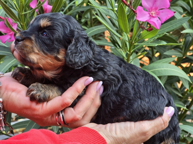 Cavapoo Welpe kaufen