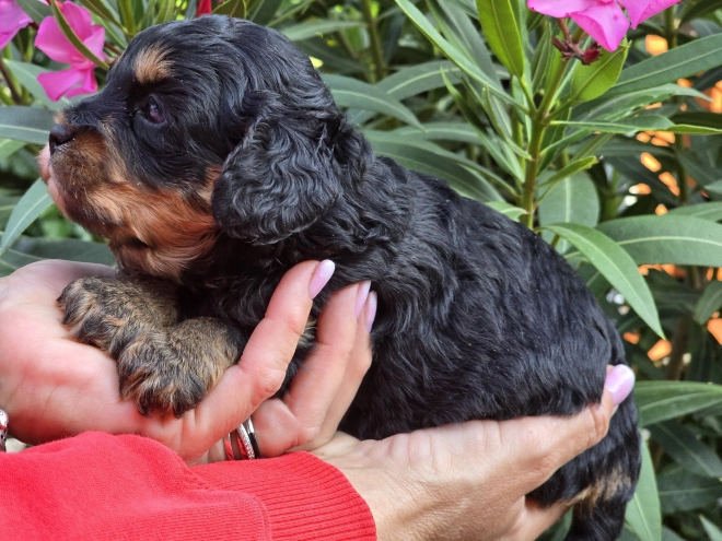 Cavapoo Welpe kaufen