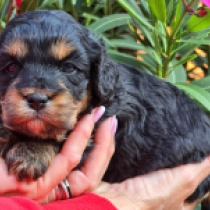 Blacky – F1b, black and tan Cavapoo en venta