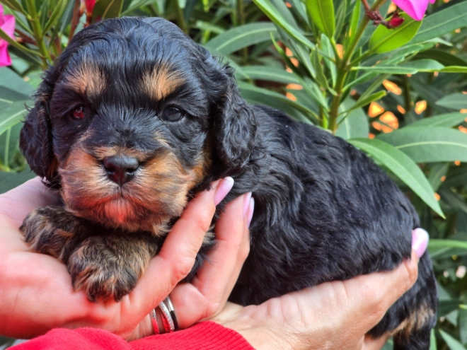 Cavapoo Welpe kaufen