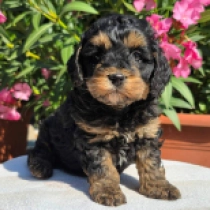 Blacky – F1b, black and tan Cavapoo Welpen kaufen