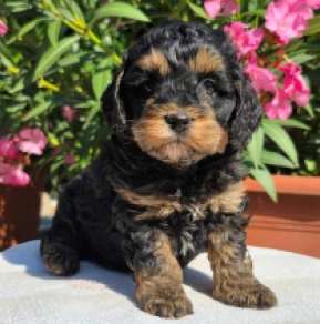 Blacky – F1b, black and tan Cavapoo en venta