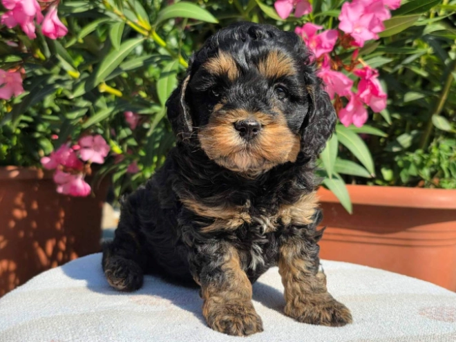 Cavapoo Welpe kaufen