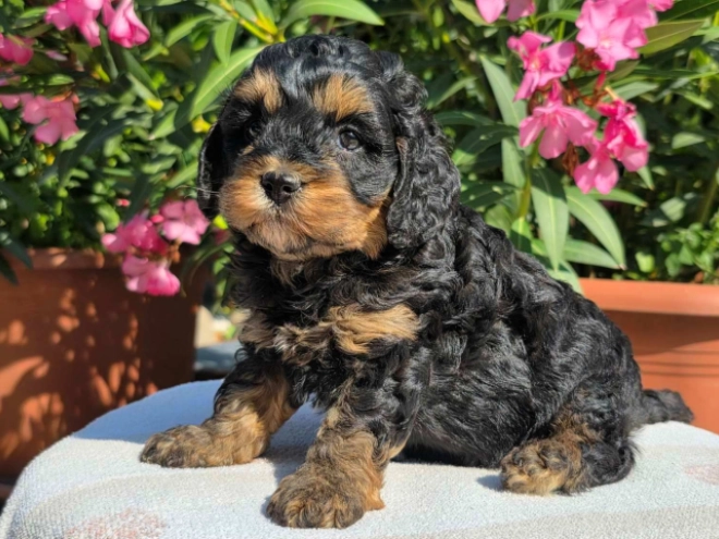 Cavapoo Welpe kaufen