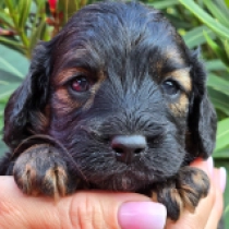 Rusty – F1b, red sable Cavapoo en venta