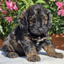 Rusty – F1b, red sable Cavapoo Welpen kaufen