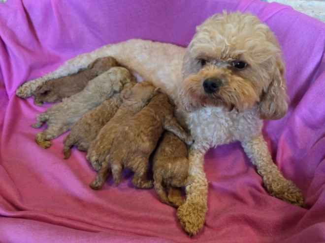Perros Cavapoo en venta