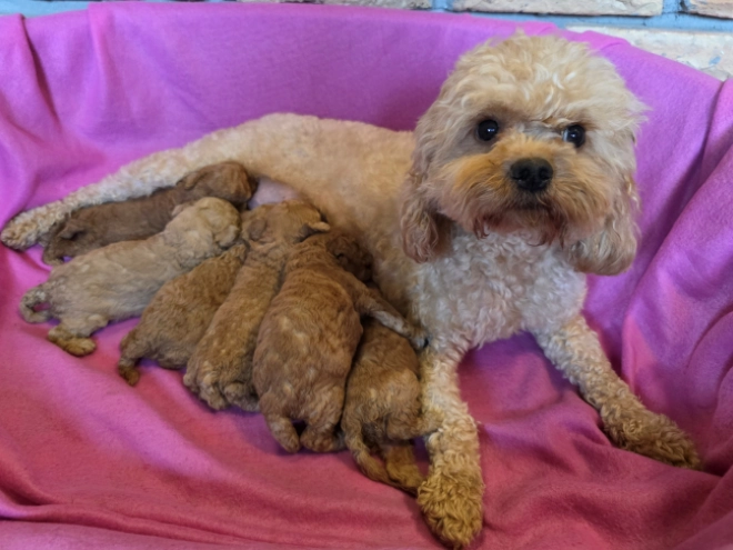 Perros Cavapoo en venta