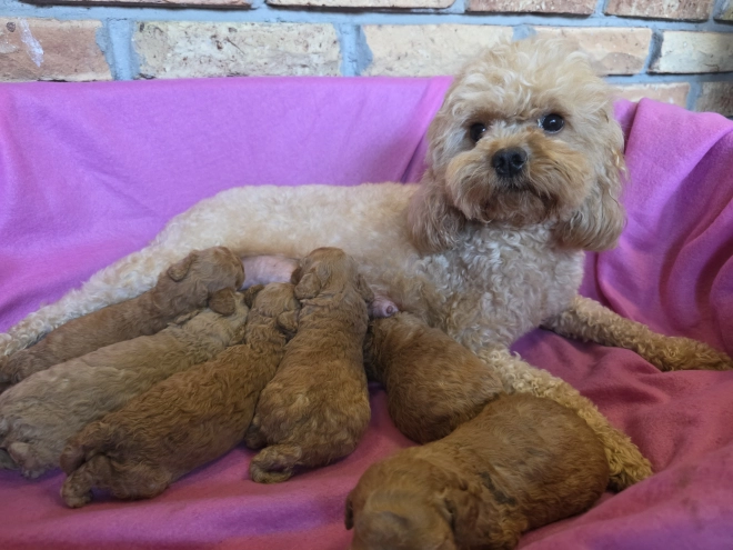 Perros Cavapoo en venta
