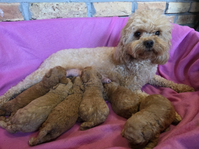 Perros Cavapoo en venta