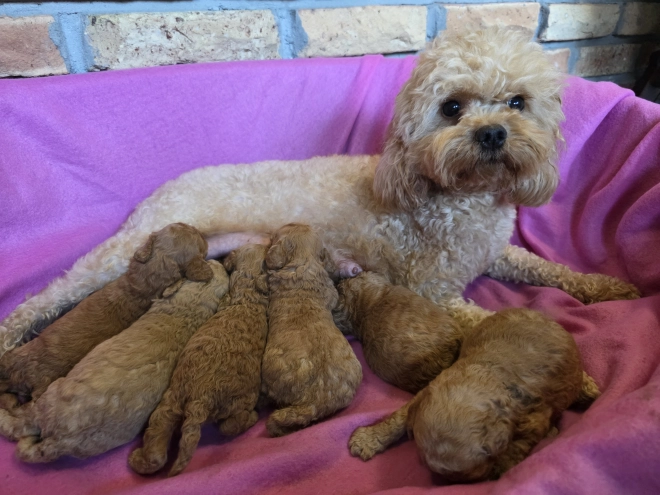 Perros Cavapoo en venta