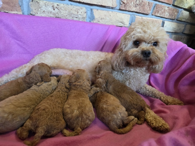 Perros Cavapoo en venta