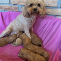 Promising litter – F1b, golden Cavapoo en venta