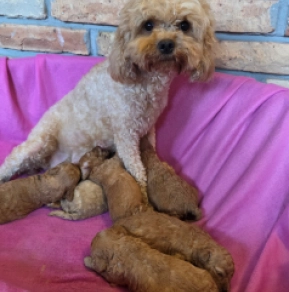 Cavapoo Welpe kaufen