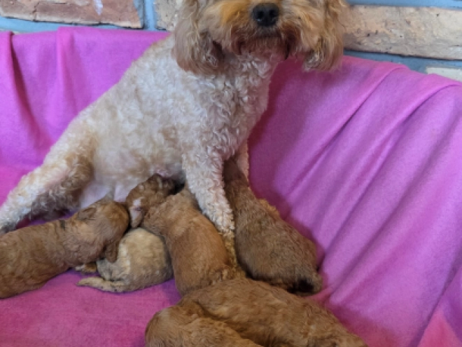 Perros Cavapoo en venta