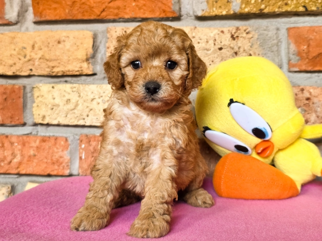 Perros Cavapoo en venta