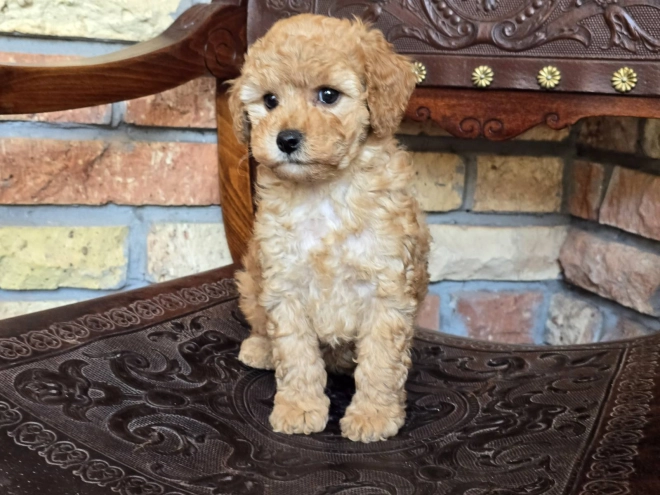 Perros Cavapoo en venta