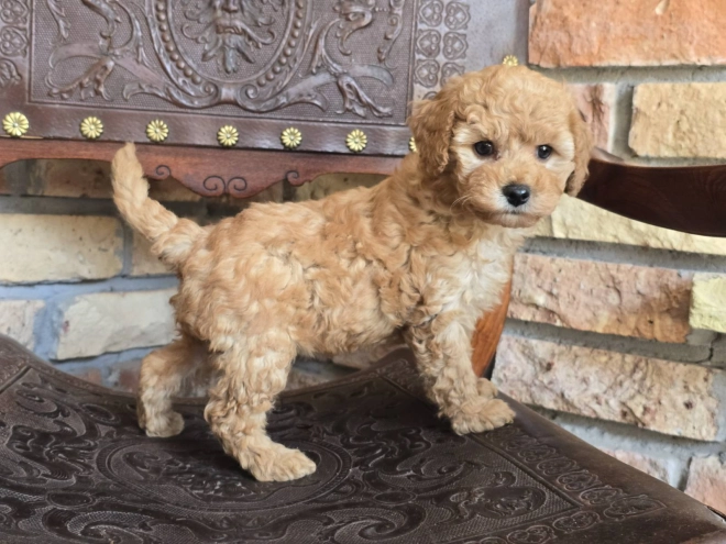 Perros Cavapoo en venta