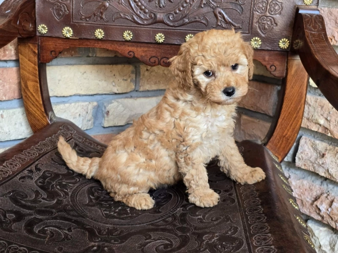 Perros Cavapoo en venta