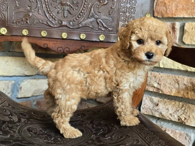 Perros Cavapoo en venta