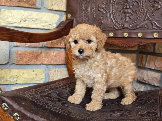 Perros Cavapoo en venta