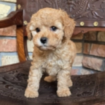 Mini Monic – F1b, golden Cavapoo Welpen kaufen