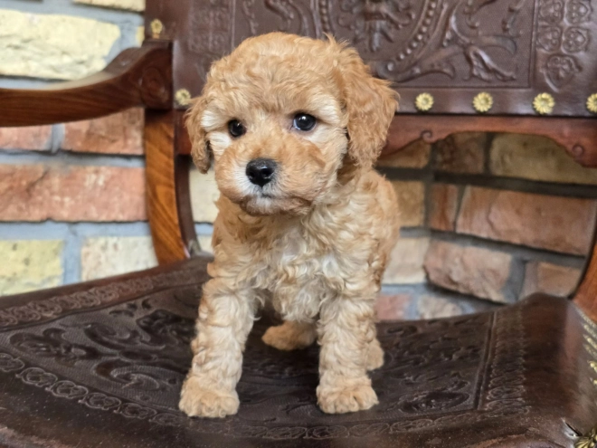 Perros Cavapoo en venta