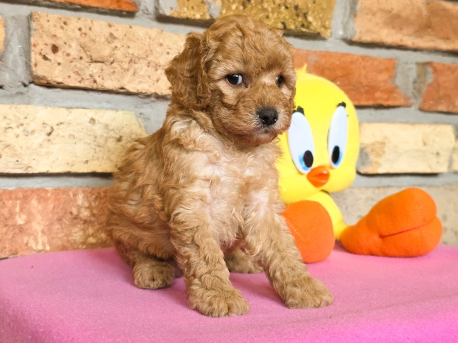 Perros Cavapoo en venta