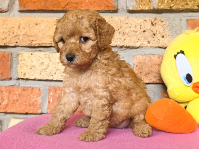 Perros Cavapoo en venta