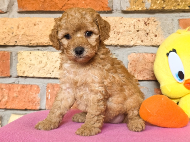 Perros Cavapoo en venta