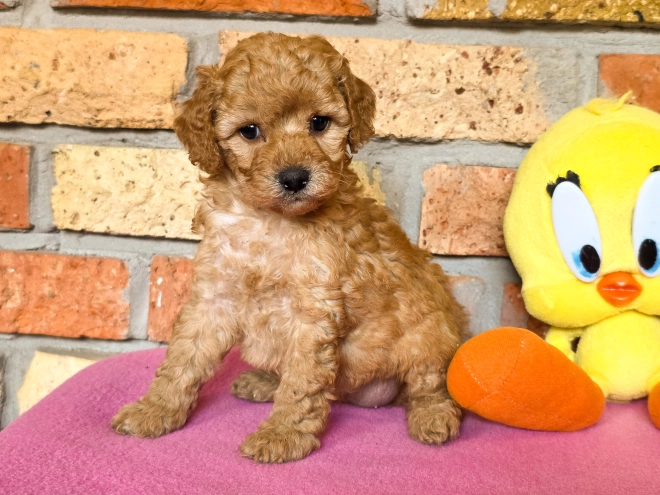 Perros Cavapoo en venta
