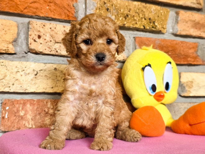 Perros Cavapoo en venta