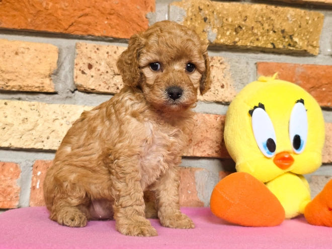 Perros Cavapoo en venta