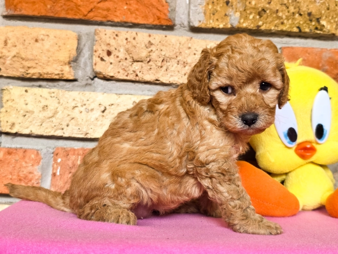Perros Cavapoo en venta