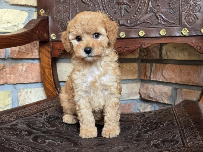 Perros Cavapoo en venta