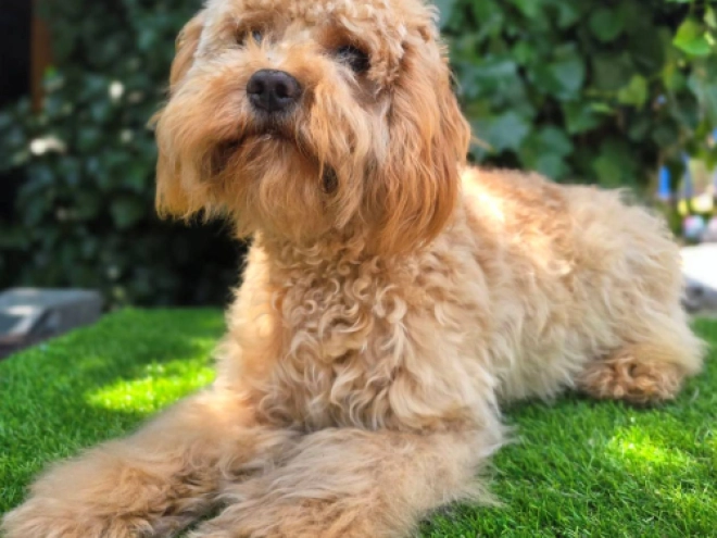 Perros Cavapoo en venta