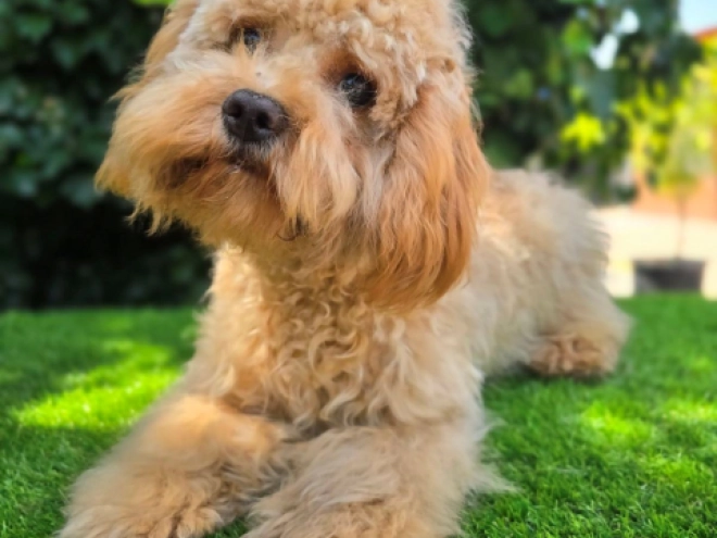Perros Cavapoo en venta