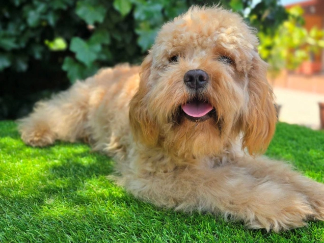 Perros Cavapoo en venta