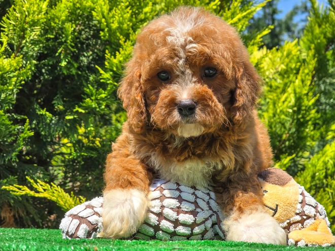 Cavapoo puppy for sale