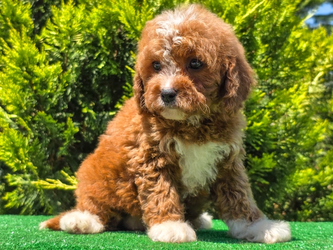 Cavapoo puppy for sale