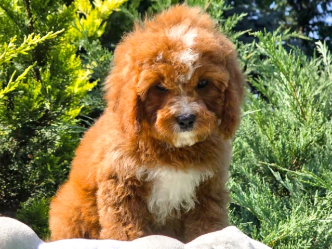 Cavapoo Welpe kaufen