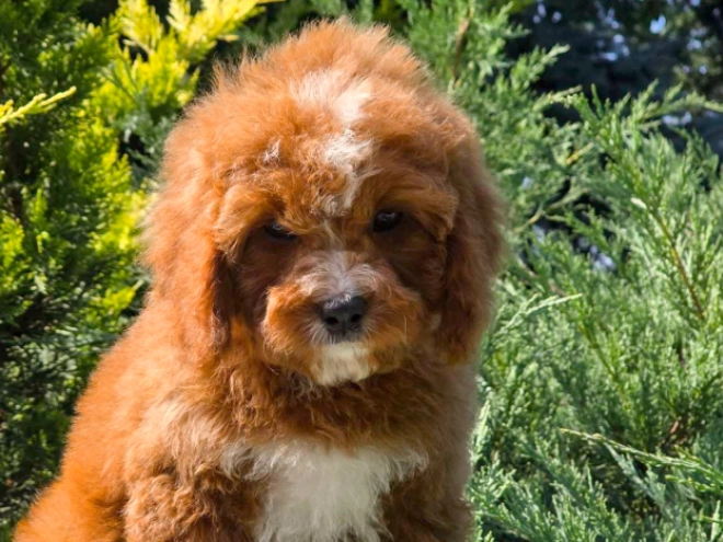 Cavapoo Welpe kaufen